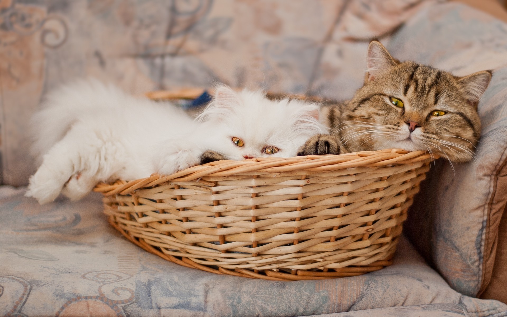 katze katze kätzchen korb haustier niedlich tier säugetier fell porträt inländische flaumig auge tabby jung natur allein ansicht sitzen haare kitty