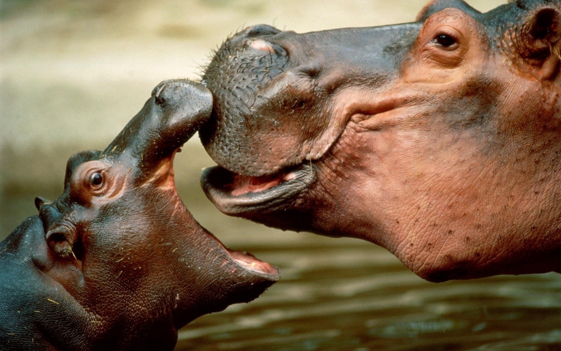 animali mammifero fauna selvatica ippopotamo zoo ritratto tropicale natura animale uno bagnato acqua viso testa bocca ippopotamo