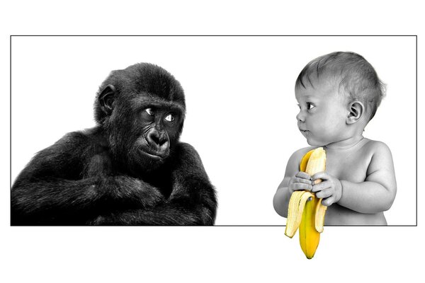 Scimpanzé guarda il bambino che tiene in mano una banana