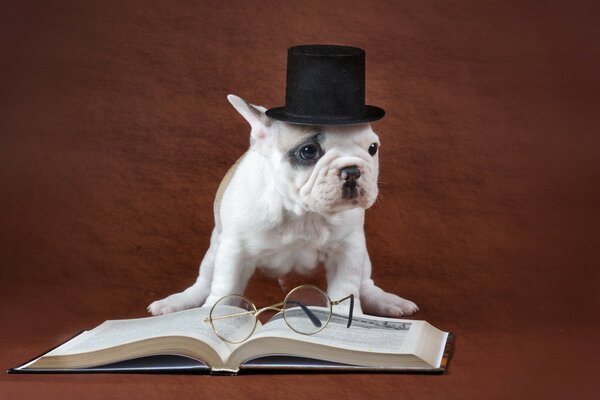 Perro blanco con sombrero con libro y gafas