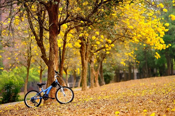 Ein blaues Fahrrad steht im Park