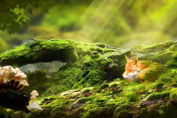 A fox basks in a ray of sunshine