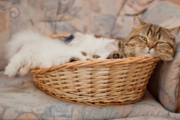 Two cats are lying in a wicker basket