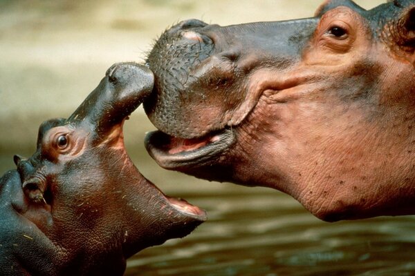 Mamma ippopotamo con il suo bambino