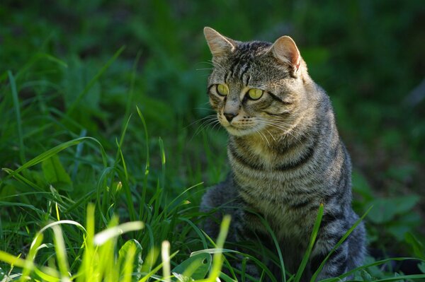 Кошка на природе кушает траву