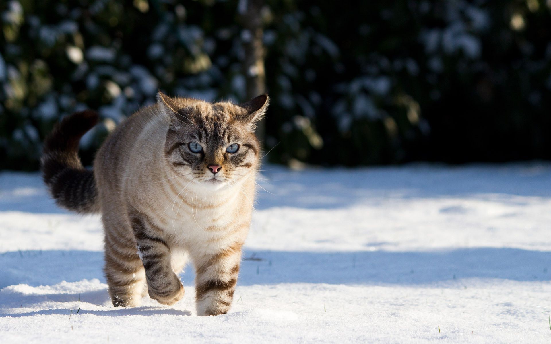 cats mammal cat winter portrait snow pet one animal outdoors nature cute