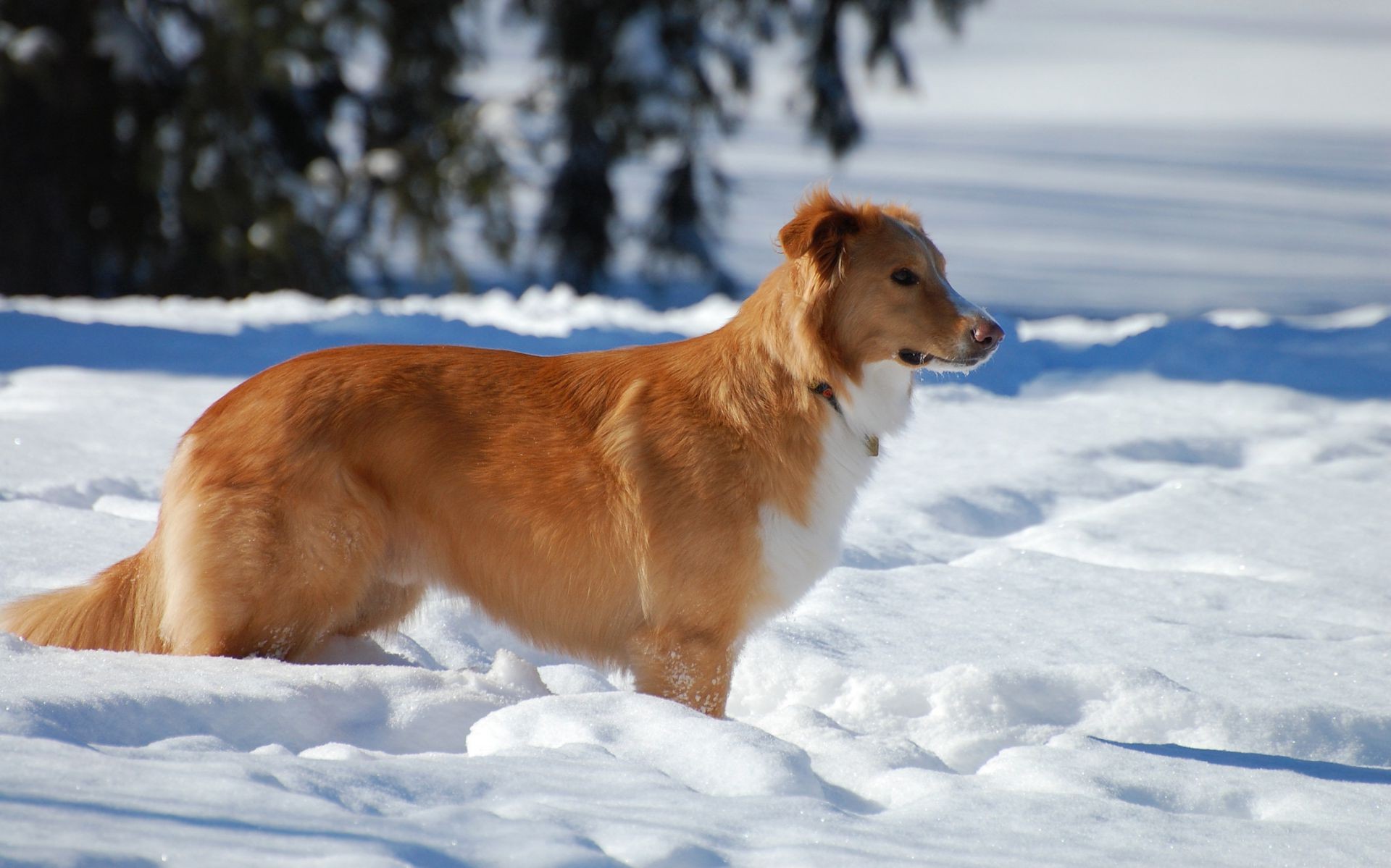 dogs snow winter mammal dog cold frosty canine outdoors