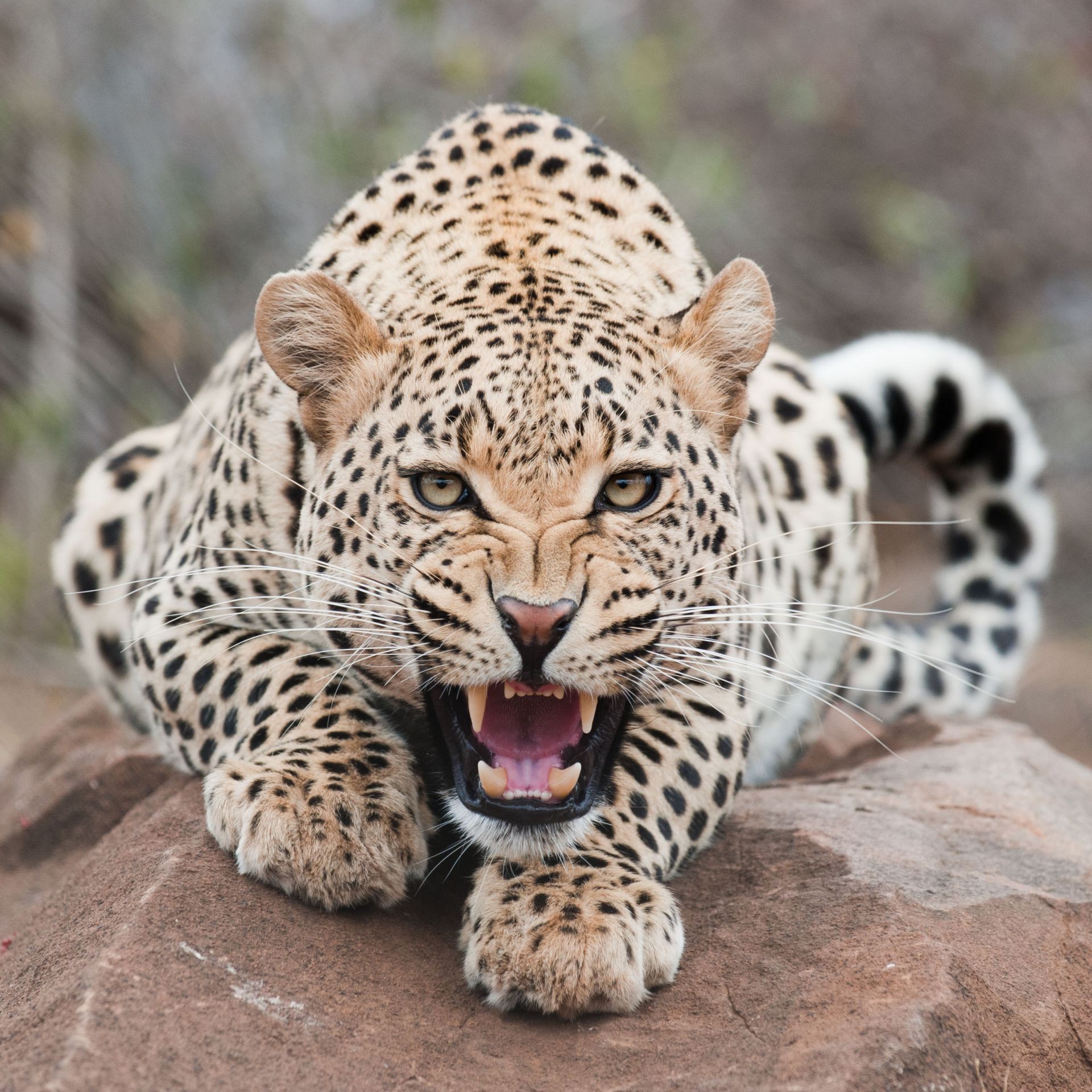 léopards chat faune mammifère prédateur safari léopard chasseur mangeur de viande animal zoo fourrure sauvage grand danger nature oeil jungle panthère en voie de disparition tigre