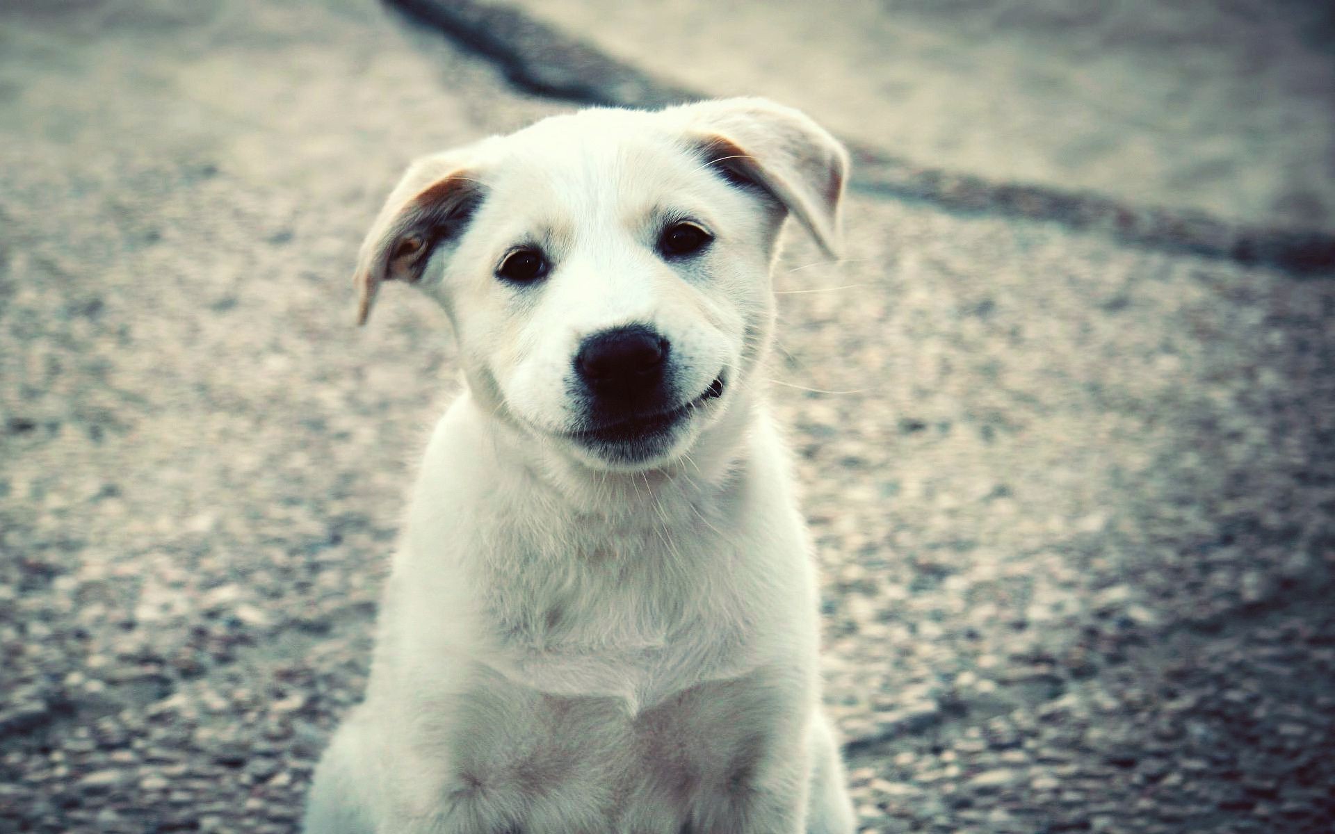 köpekler hayvan doğa memeli sevimli köpek portre açık havada