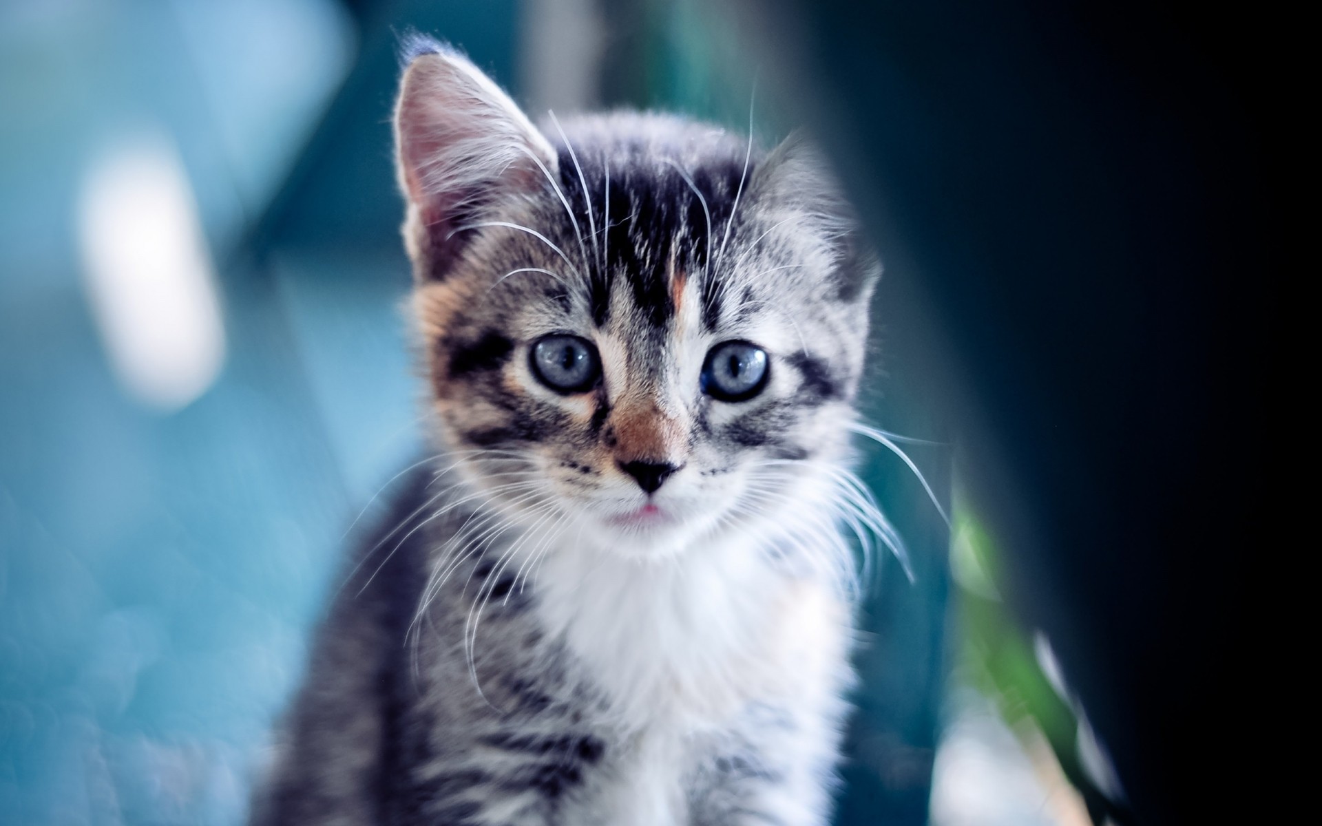 katze katze haustier säugetier tier kätzchen porträt niedlich fell auge inländische