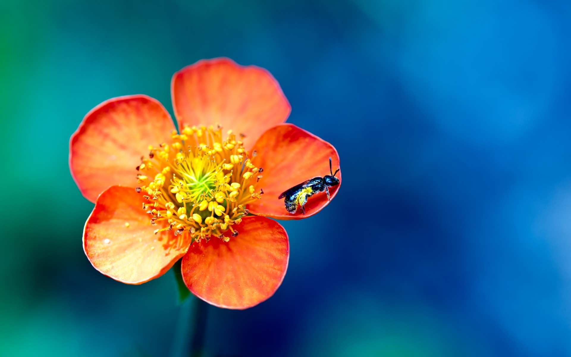 insectes nature à l extérieur fleur été flou lumineux feuille guêpe insecte pétales couleurs