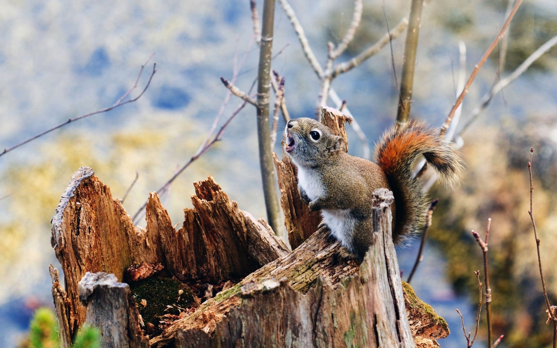 tiere natur tierwelt baum holz im freien wild eichhörnchen säugetier tier nagetier stumpf zweige moos