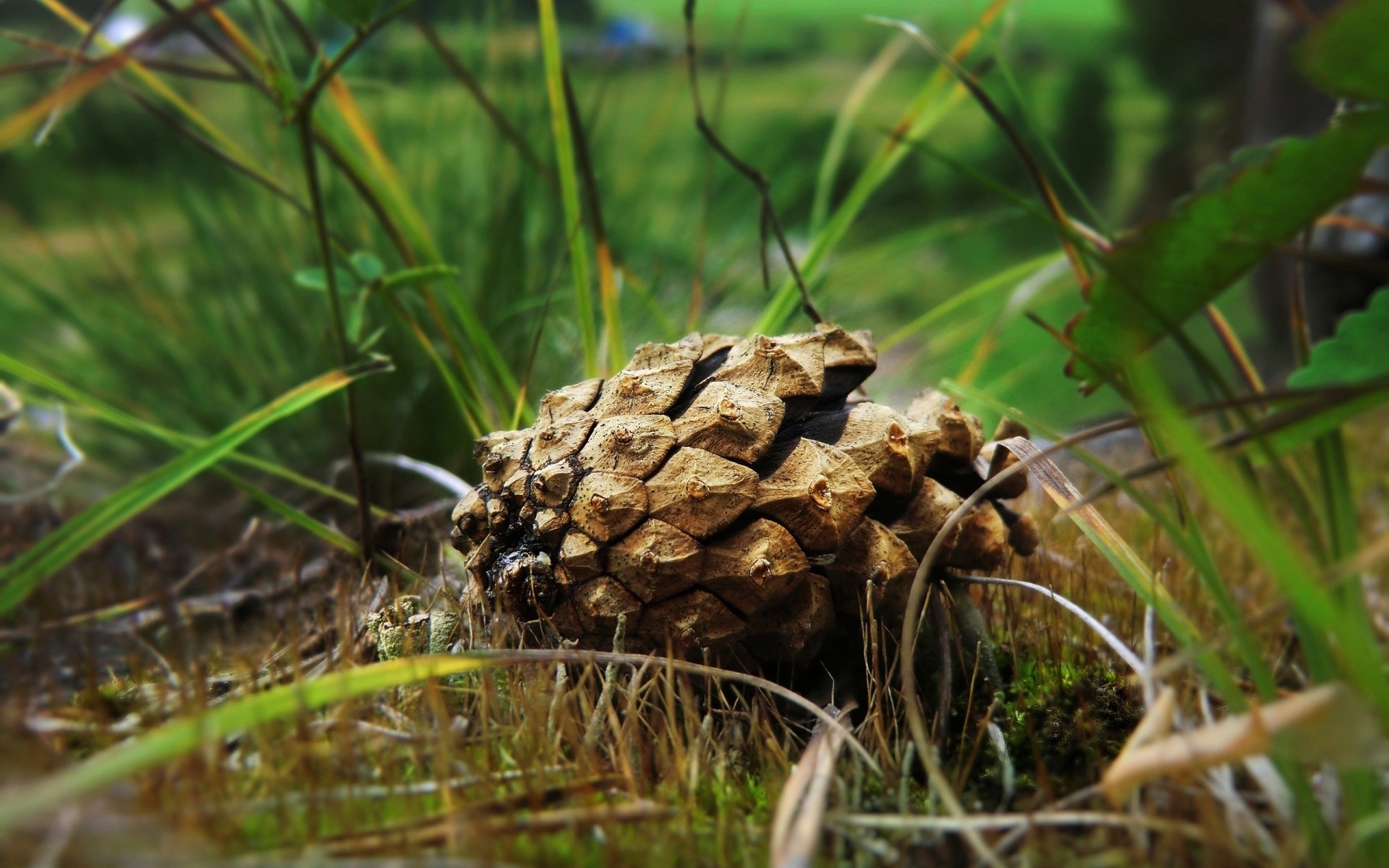 pflanzen natur gras im freien flora essen holz schließen holz saison blatt umwelt desktop