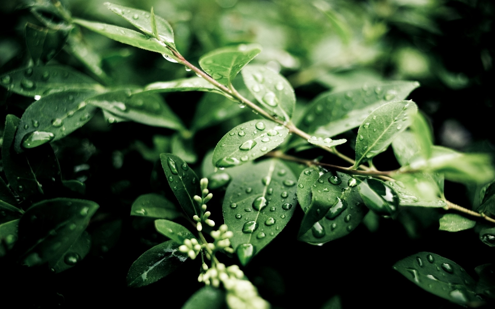 plantas folha natureza flora chuva crescimento close-up verão jardim ao ar livre frescura ambiente gota árvore comida verde gotas de água