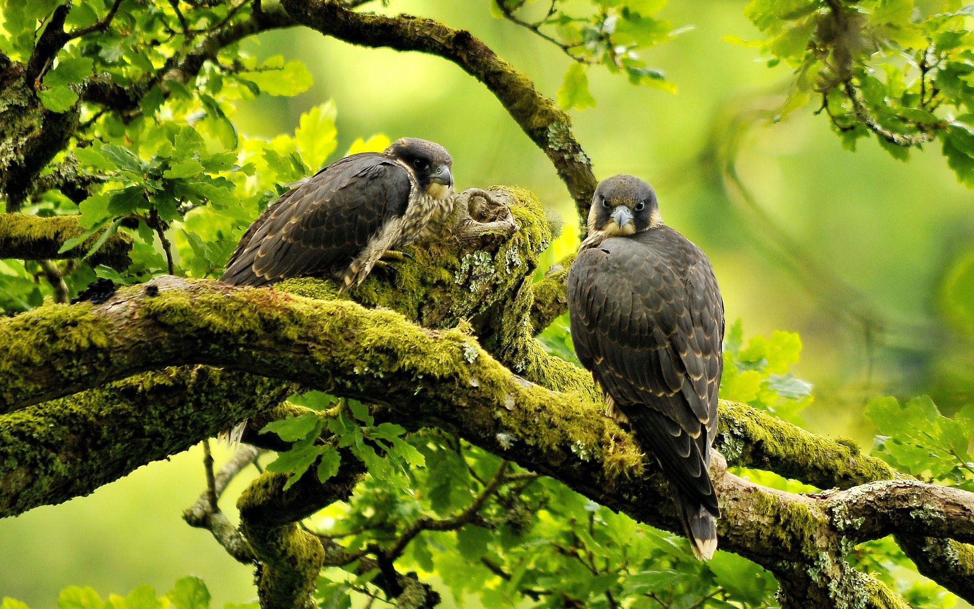 oiseaux oiseau la nature la faune arbre en plein air animal sauvage parc aile faucon pèlerin branches paysage