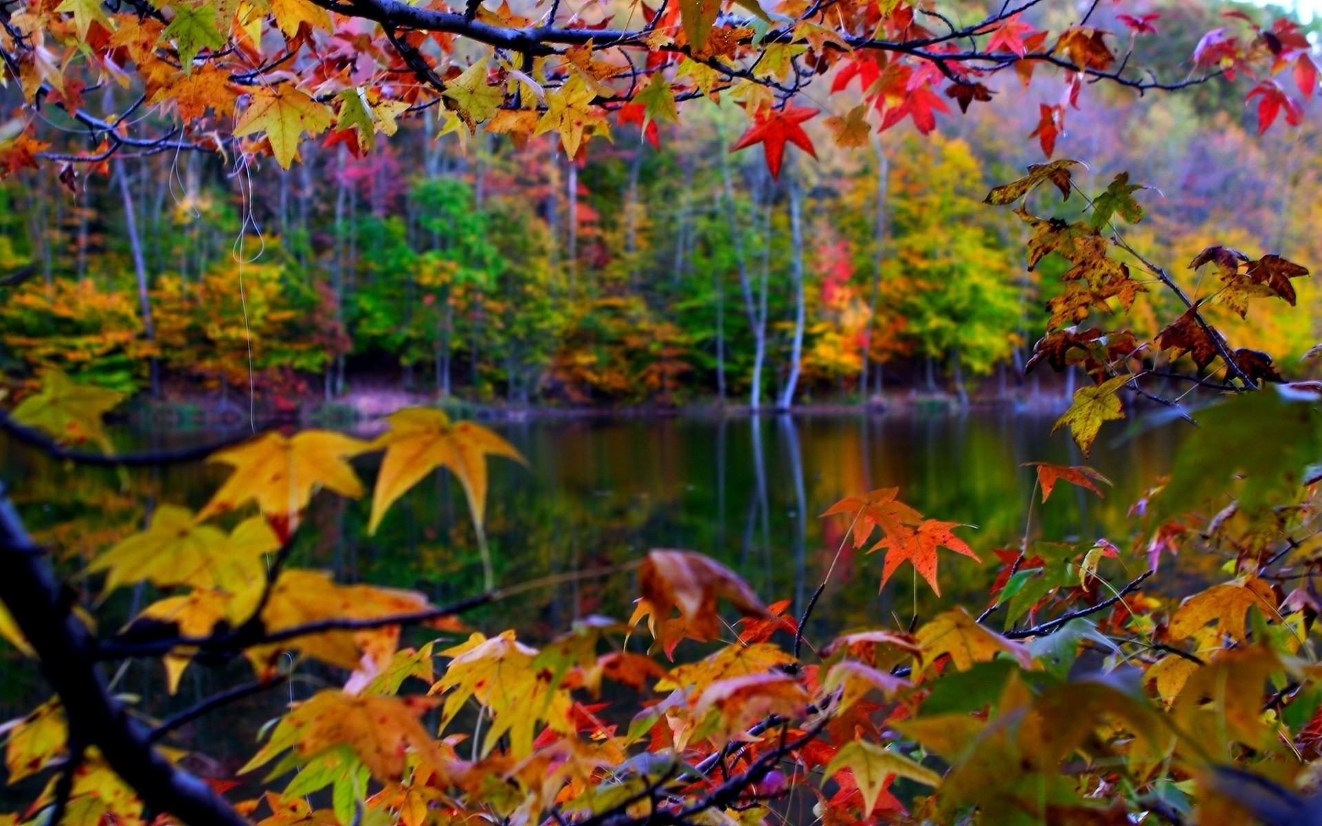 autunno autunno foglia albero di acero stagione natura parco di legno di colore brillante ramo flora lussureggiante vivid all aperto oro sfondo paesaggio foglia autunno foglie cadere