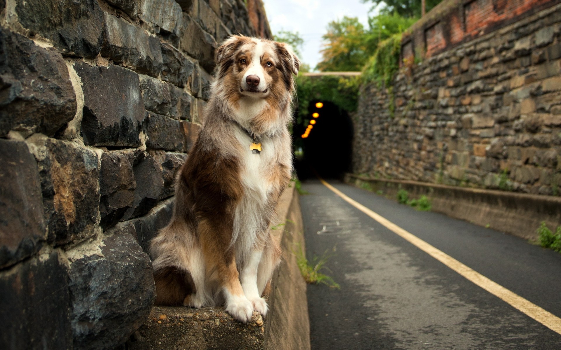 perros al aire libre perro de color burdeos túnel paisaje