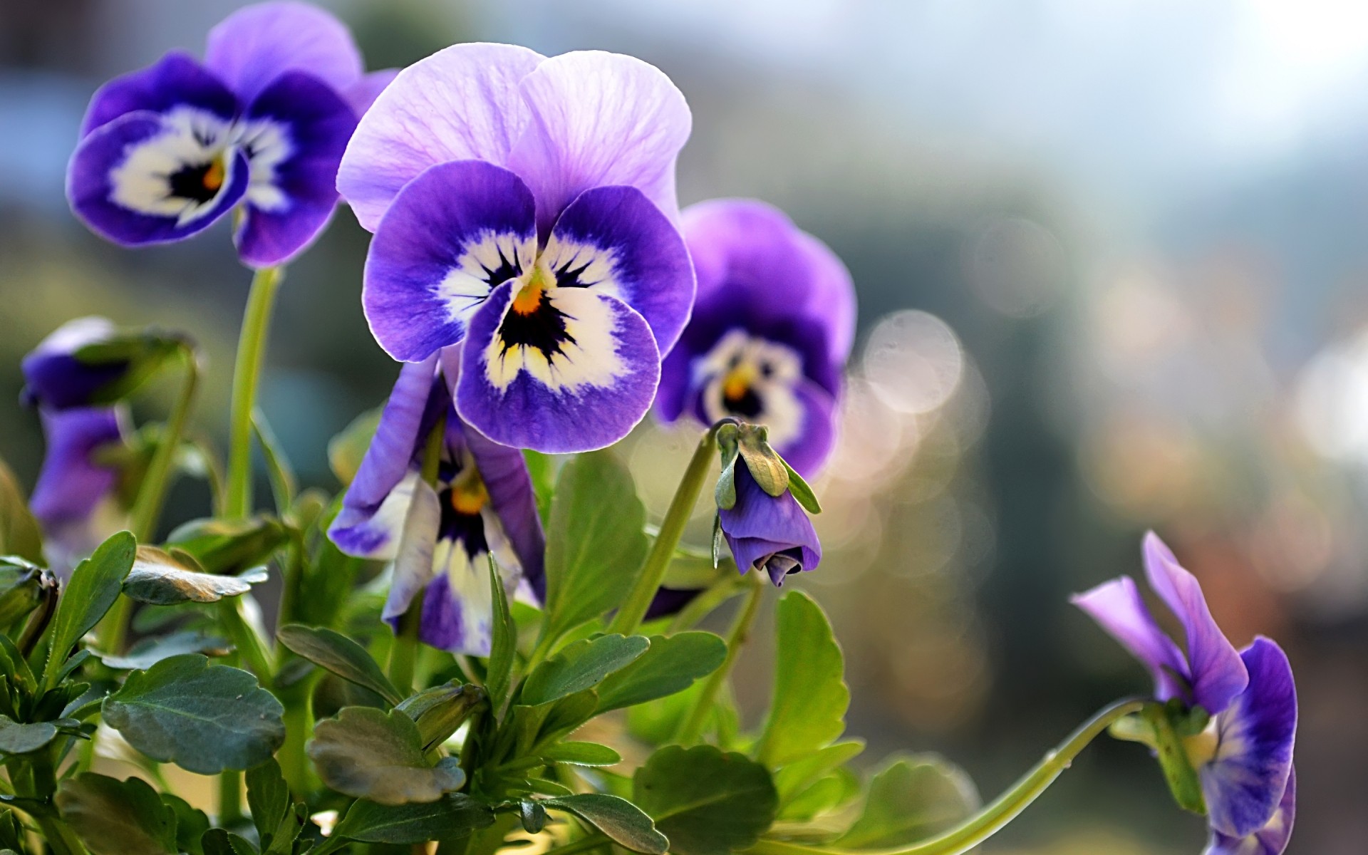 fiori fiore natura foglia flora giardino viola estate floreale fioritura crescita luminoso viole del pensiero colore viola petalo all aperto bel tempo primo piano sfondo fiore viola fiori primaverili