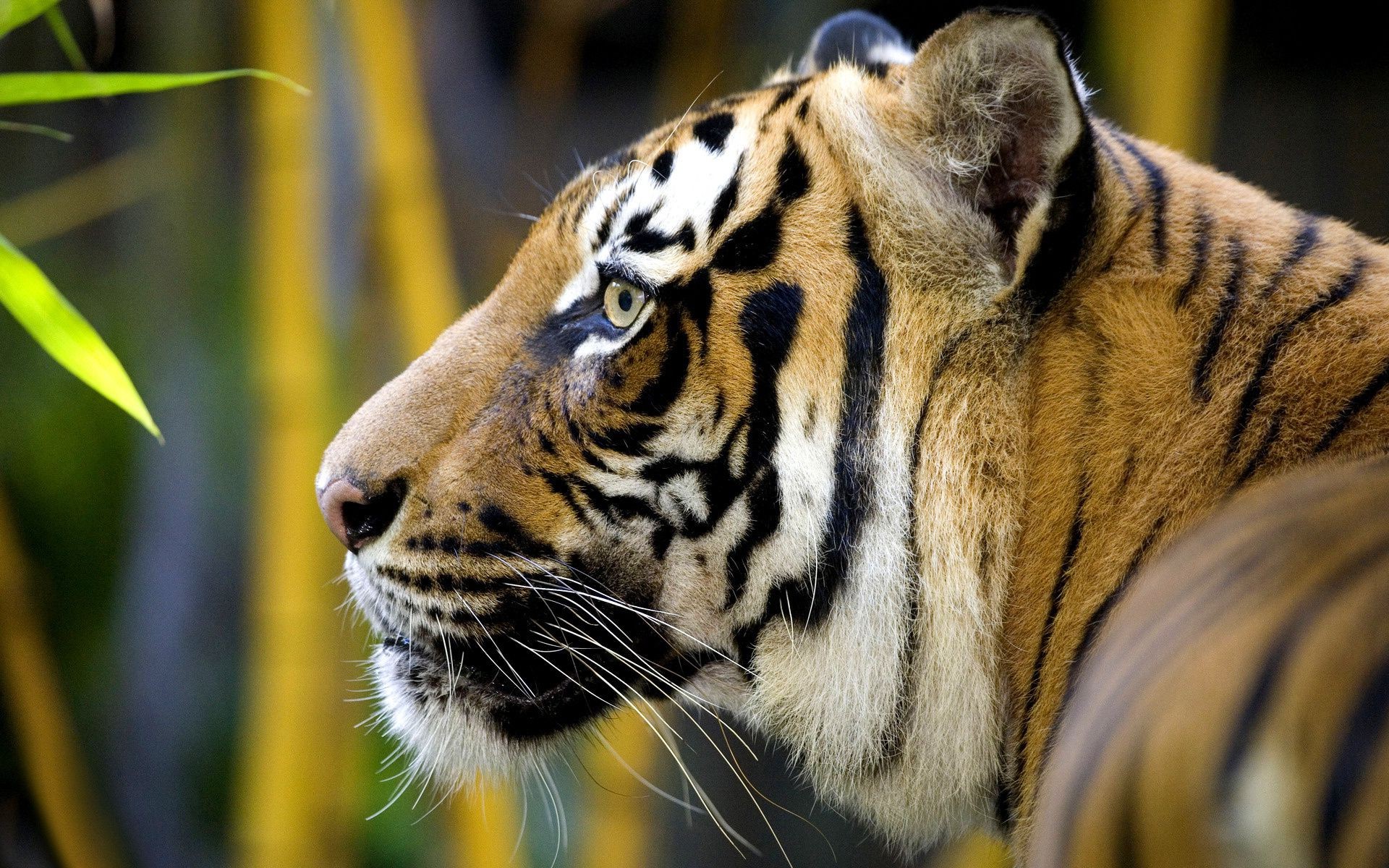 tygrysy kot tygrys dzika przyroda zoo ssak zwierzę dżungla portret drapieżnik dziki myśliwy natura niebezpieczeństwo duży futro mięsożerca