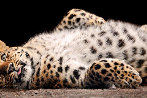 Leopardo descansando acostado sobre su espalda