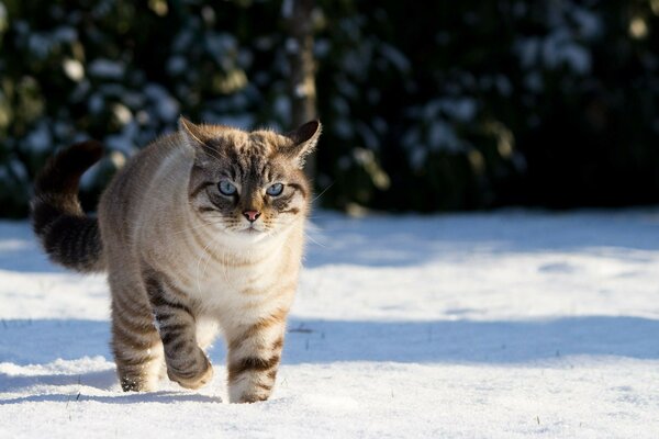 Flauschige Katze auf dem Hintergrund des schneebedeckten Landes