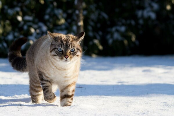 白雪皑皑的地面背景上蓬松的猫