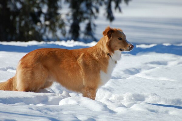 Rothaarige Hund im Schnee