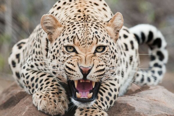 A spotted jaguar grinning at the camera