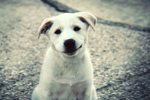 White smiling dog on the street