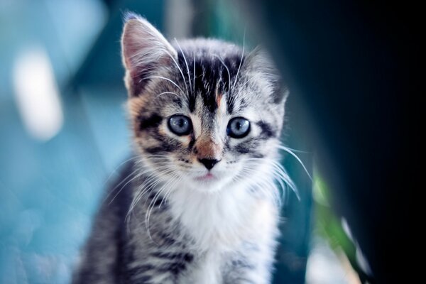 Portrait of a kitten in nature during the day