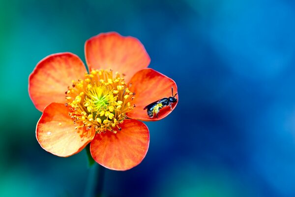 Insecto en una flor naranja con fondo azul