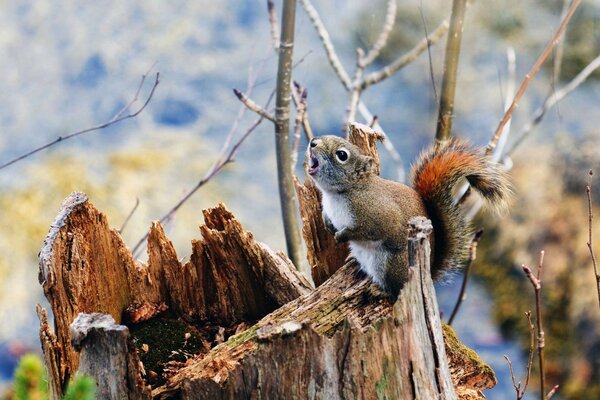 Hermosa ardilla en el bosque de invierno