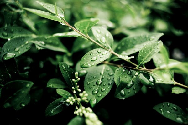 Yeşil yapraklarda yağmur damlaları