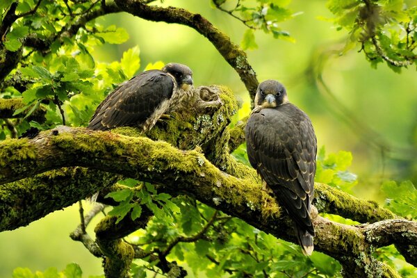 Birds sitting on a tree branch