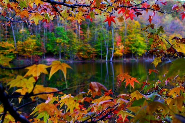 Paesaggio autunnale con alberi di acero