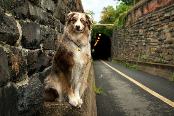 Smiling dog outdoors