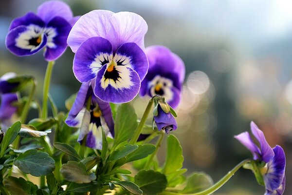 Belle piccole viole del pensiero