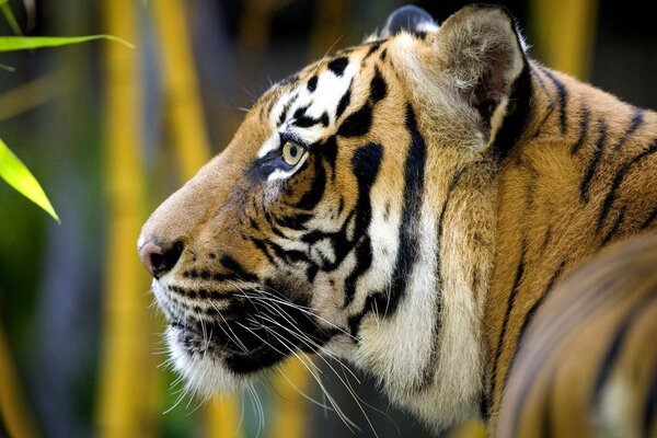 Tigre en la naturaleza fotos