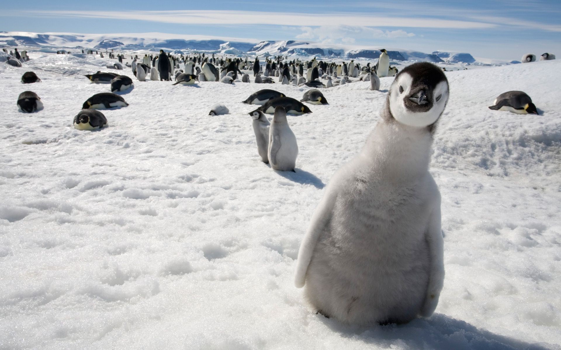 animals snow winter cold frosty ice polar bird ocean antarctic wildlife frozen nature sea penguins animal outdoors mammal water frost