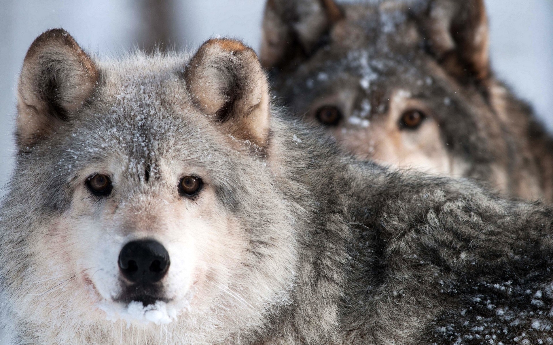 animais mamífero lobo vida selvagem cinegrafista predador animal selvagem retrato cão natureza comedor de carne cinza pele gelado jardim zoológico visualização olho madeira