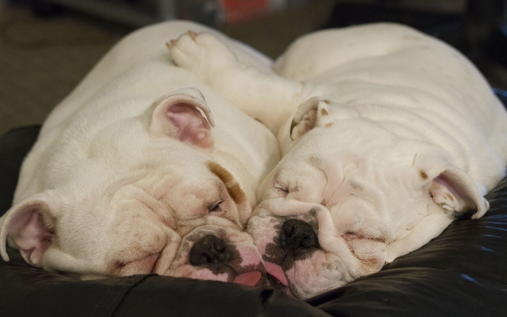 perros perro mamífero solo perro retrato lindo sueño cachorro interior sueño mascota cama divertido