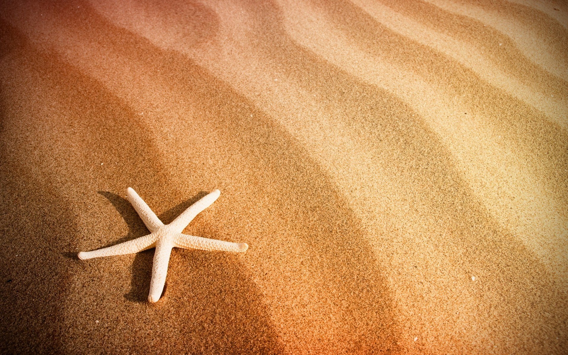 été étoile de mer sable plage mer échinodermes noël