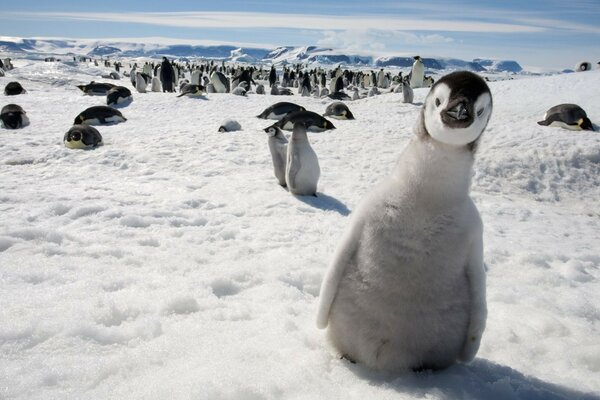 Ein überraschter kleiner Pinguin vor dem Hintergrund seines Schwarms in der Antarktis