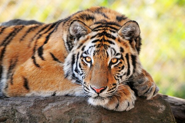 Wildtiere, Tiger liegt auf einem Baumstamm