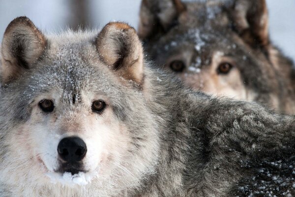 Zwei graue Wölfe inmitten des Schnees