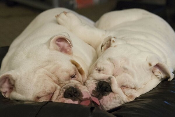 Mignons petits chiens dorment