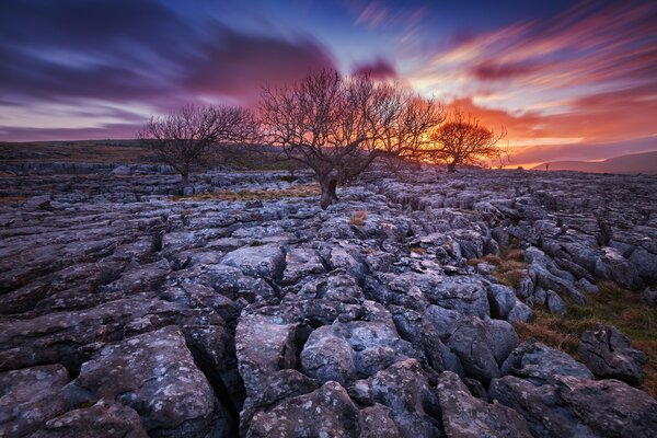 Bare trees on rocks against a sunset background