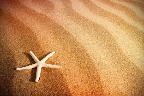 Estrela do mar na areia da praia