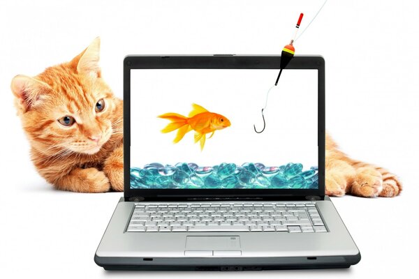 The cat watches the fish on the screen