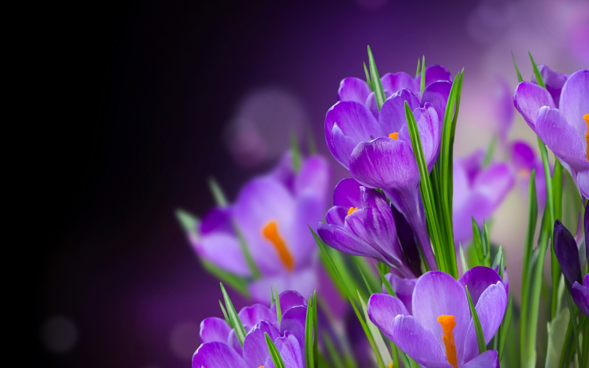 flowers nature flower flora leaf crocus garden bright growth petal summer floral color blooming